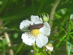 Insect on Blossom Stock Footage