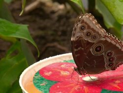 more exotic butterfly posing for the camera Stock Footage
