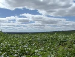 WS View of cafe and beans plantation at farm / Goias, Brazil Stock Footage