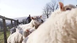 Farmer and Sheepdog Herding Sheep Stock Footage