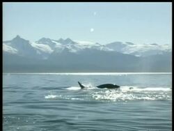 MS Killer whale, Orcinus orca, hunting porpoises, snow covered mountains in background, Arctic Circle Stock Footage