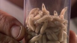 Tweezers pick up a squirming maggot from a jar. Stock Footage