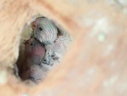 Baby birds Budgerigar Stock Footage