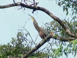 Fasciated Tiger-heron - Tortuguero National Park Stock Footage