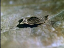 Caterpillar, MWA caterpillar disguised as a dead leaf, flips over, camouflaged/defence . . ., Panama Stock Footage