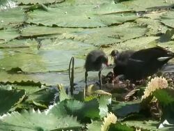Bird walking in the swamp 6  60i Stock Footage