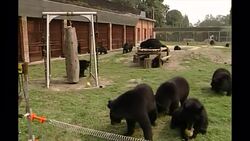 Moon Bear Sanctuary in China News Clip