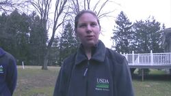 New Jersey communities stringing up dead birds to get rid of buzzards News Clip