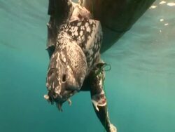 Caught Leatherback turtle (Dermochelys coriacea) held next to boat, zoom in, Kei Islands, Indonesia Stock Footage