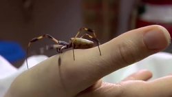 Spider Silk Instructional Video