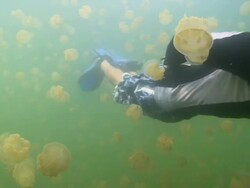 MS Man swimming through swarming stingless jellyfish / Palau, Micronesia, Palau  Stock Footage