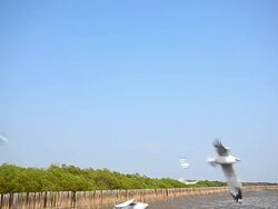 Seagulls Flying at Mangrove Forest Nearby the Sea Stock Footage