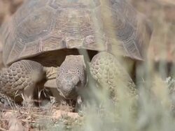 Desert Tortoise eating Stock Footage