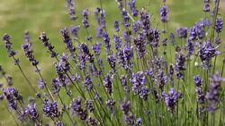 Lavenders Flowers Stock Footage