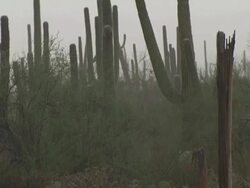 Pan across Saguaro cactus and prickly pear cactus in heavy rain, Sonoran Desert, Arizona, USA. Stock Footage