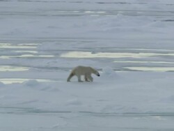 WS, PAN, Polar bear (Ursus maritimus) on ice, Russia Stock Footage
