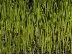 Grass growing long Stock Footage