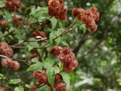 MS Dry up fruits of Lipstick tree shaking by wind / Kalapana, Big Island,Hawaii, United States Stock Footage