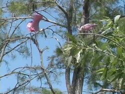 Young Roseate Spoonbill Testing His Wings Stock Footage