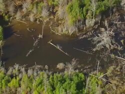 WS ARIEAL View of Broken trees in lake / Maine, United States Stock Footage