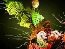 abstract growth Stock Footage