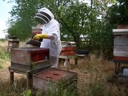 Views of a Bee Keeper in Somerset Stock Footage