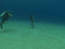 Habituated bottlenose dolphin (Tursiops truncatus) interacts with divers (some uncleared) near sea floor, Roatan Island, Honduras  Stock Footage
