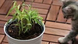 Playful Kitten Stock Footage