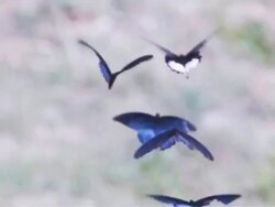 Butterfly breeding. Stock Footage