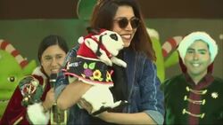 Pets strut best holiday gear at Lima's Pet Noel Instructional Video