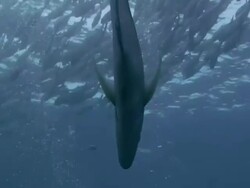 Bluefin Trevally Stock Footage