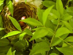Bird egg in the nest Stock Footage