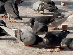 Pigeons eating on the snow - part 2, slow motion Stock Footage