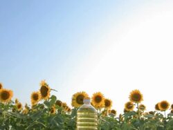 HD Sunflower oil Stock Footage