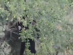 Gibbon Stock Footage