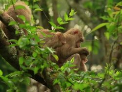 Family grooming. Stock Footage