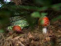 Amanita muscaria Stock Footage