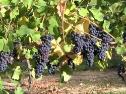 pinot noir grape organic Stock Footage