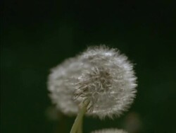 CU Dandelion Seed Heads (Taraxacum officinale) blowing in breeze, England Stock Footage