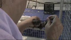 Scientists are working to save the Mangrove Finch from extinction in the Galapagos islands, which are the birds that helped confirm Charles Darwin's theory of evolution. News Clip