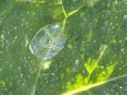 ice on plant thawing turning into water drops, timelapse Stock Footage
