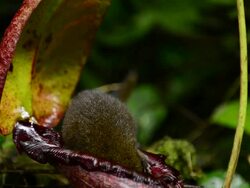 Mountian Tree shrew feeding out of symbiotic pitcher plant Stock Footage