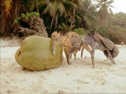 MCU Low angle, 2 Robber Crabs fighting over coconut on beach, Seychelles Stock Footage