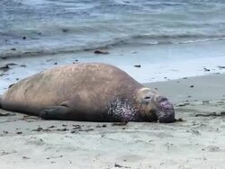 Sea Elephant Stock Footage