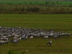 Tractor towing viewing platform past Common Crane (Grus grus) colony, feeding, Hula Valley, Israel; With Audio Stock Footage