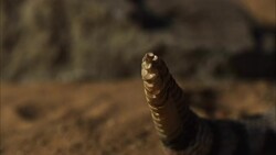 A rattlesnake twitches its rattle. Stock Footage