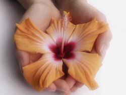 Hibiscus Stock Footage