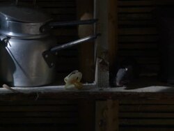 Medium Close Up - Rat walking on kitchen shelf amongst kitchen supplies / Bangladesh  Stock Footage