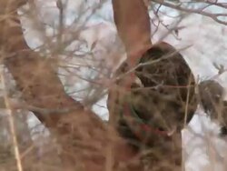 Ju hoansi San Bushman of Nyae Nyae: breaking branch from tree, Namibia Stock Footage
