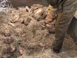 Once-threatened bison thrive in Eastern Europe News Clip